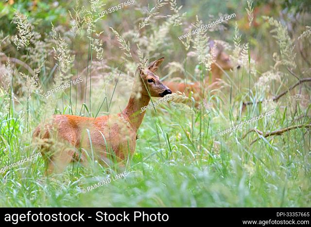 Roe deer (Capreolus capreolus) standing in a meadow; Hesse, Germany