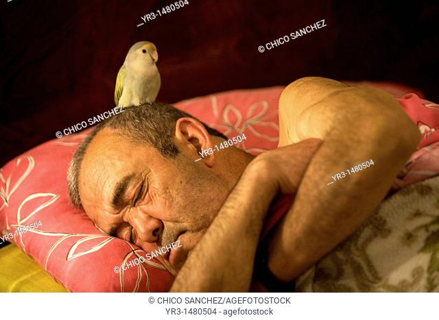 A masked Lovebird perches in the head of his owner as he is sleeping in bed, in Cadiz province, Andalusia, Spain, april 26, 2011