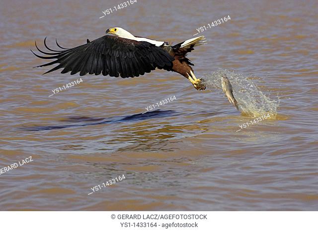 AFRICAN FISH-EAGLE haliaeetus vocifer, ADULT IN FLIGHT LOOSING FISH, BARINGO LAKE IN KENYA