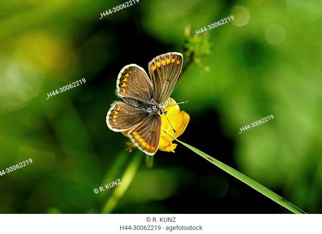 Common Blue, Polyommatus icarus, Lycaenidae, female, butterfly, insect, animal, Leuk, Canton of Valais, Switzerland