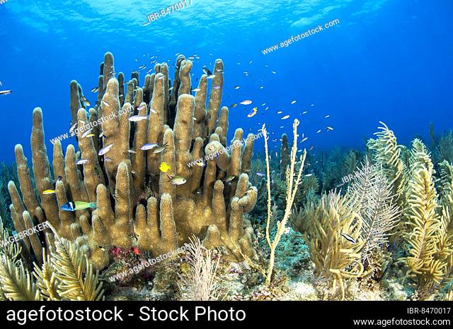 (Dendrogyra cylindrus) coral, and Antillogorgia americana seafans, gardens of the queen national park, Cuba, Central America