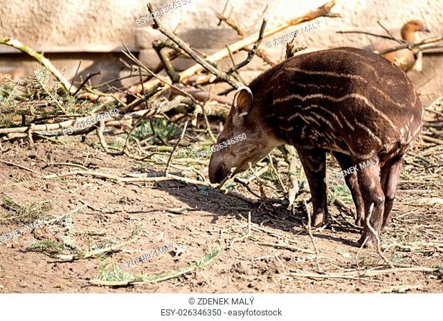 small stripped baby of the endangered South American tapir (Tapirus terrestris)