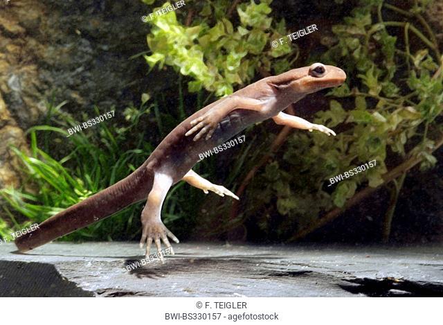 Northwestern salamander (Ambystoma gracile), swimming