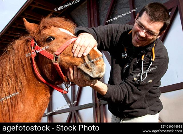Vet examining horse
