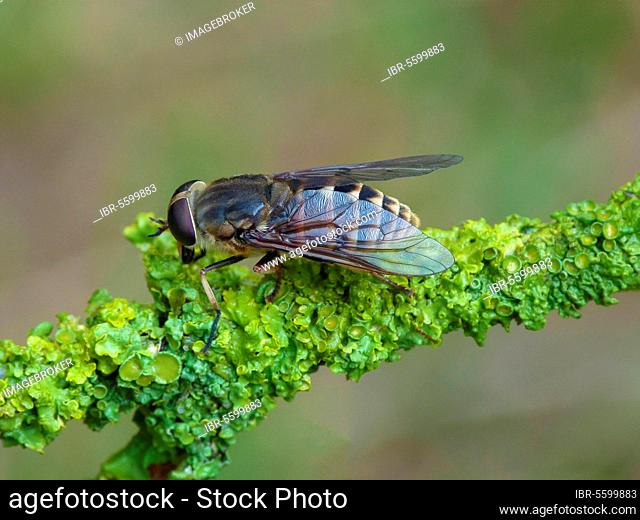 Dark Giant Horsefly (Tabanus sudeticus) adult, resting on lichen covered twig, Cannobina Valley, Italian Alps, Piedmont, Northern Italy