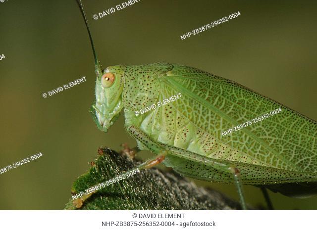 Southern Sickle-bearing Bush Cricket Phaneroptera nana (female) portrait, Saint-Julien-des-Landes, France, July