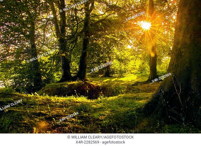 Sunlight through the trees. Beechwood near Mullingar, County Westmeath, Ireland
