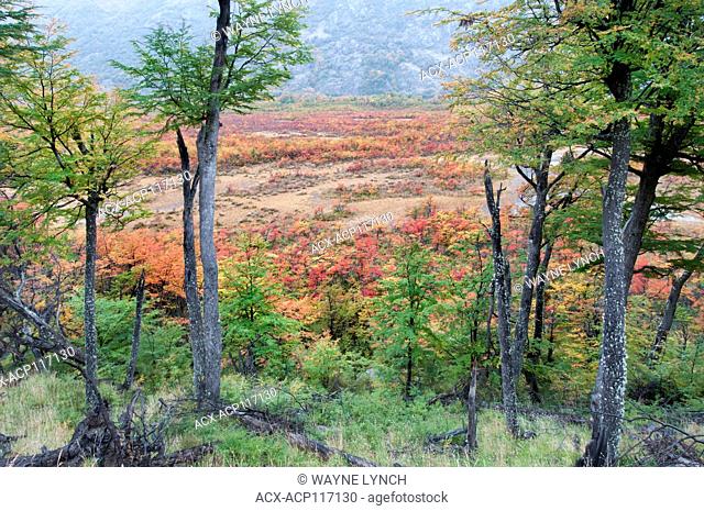 Southern beeches (Nothofagus) in autumn, Los Glaciares National Park, southern Argentina