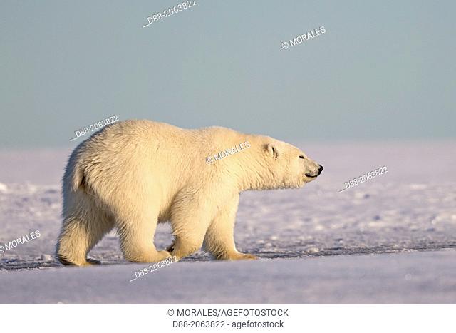 United States , Alaska , Arctic National Wildlife Refuge , Kaktovik , Polar Bear( Ursus maritimus ) , 2 and 10 months years old cub along a barrier island...