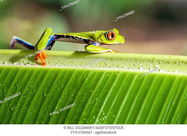 Red-eyed Tree Frog - La Laguna del Lagarto Lodge - Boca Tapada, San Carlos, Costa Rica [Controlled Specimen]