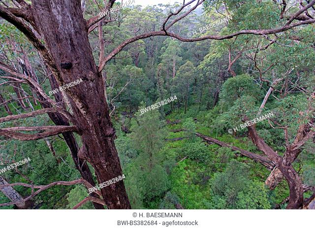 Eucalyptus trees in Valley of the Giants, Australia, Western Australia, Walpole Nornalup National Park
