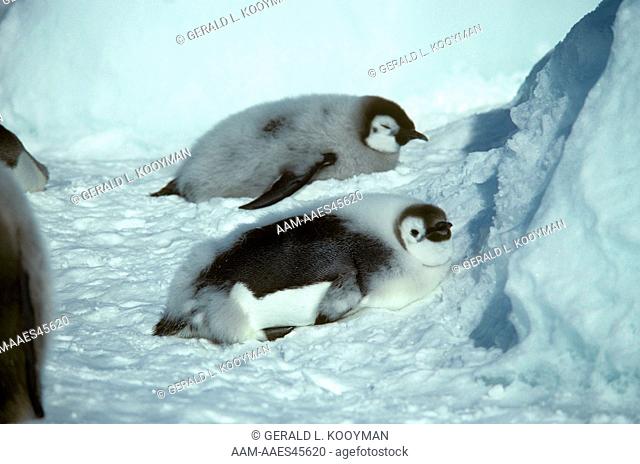 Emperor Penguin (Aptenodytes forsteri) Cape Washington, Antarctica
