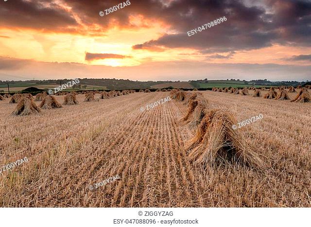 Stunning sunset over a field of barley stooks at harvest time