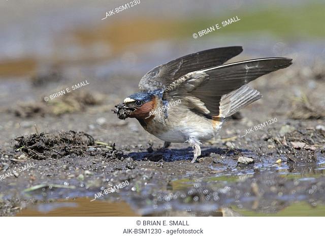 Adult American Cliff Swallow (Petrochelidon pyrrhonota) gathering mud for his nest in Lake Tunkwa, British Colombia, Canada