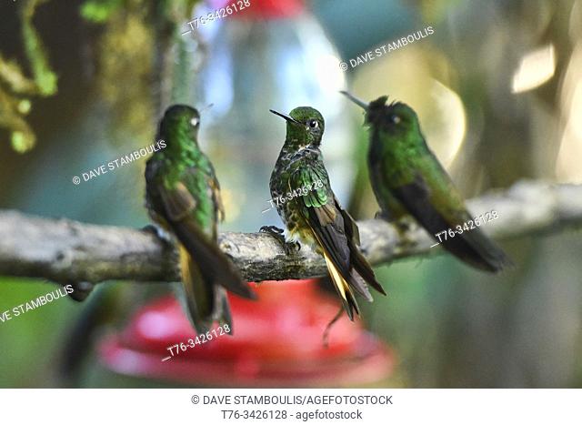 Hummingbirds at a feeder, Bellavista Cloud Forest Reserve, Mindo, Ecuador