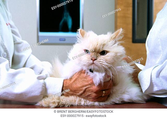 Cat being examined by veterinary doctor as owner holds her