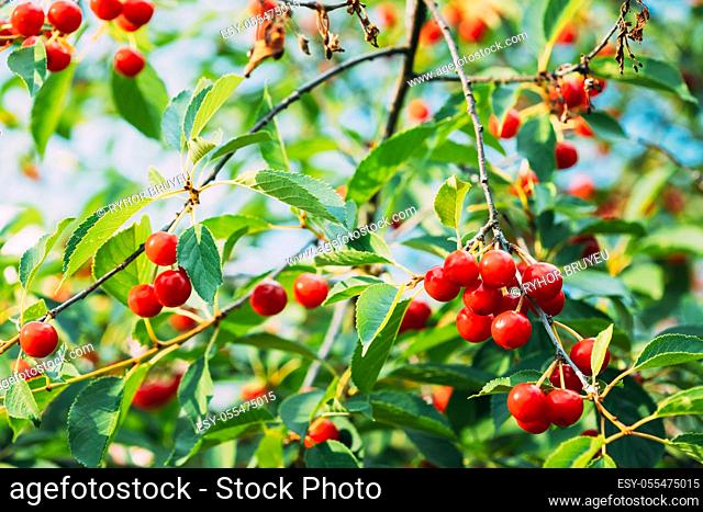 Red Ripe Berries Prunus subg. Cerasus on tree In Summer Vegetable Garden