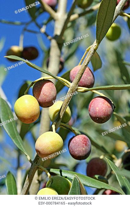 Arbequina olives in a branch Lleida, Catalonia, Spain
