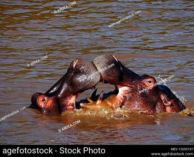 Hippopotamus bathing in the river in the Masai Mara, Kenya, Africa
