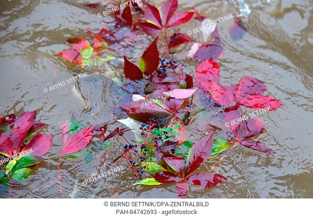 A grape ivy branch with colourful autumn leaves floats on the brown river Spree in Spremberg, Germany, 12 October 2016. PHOTO: BERND SETTNIK/dpa | usage...