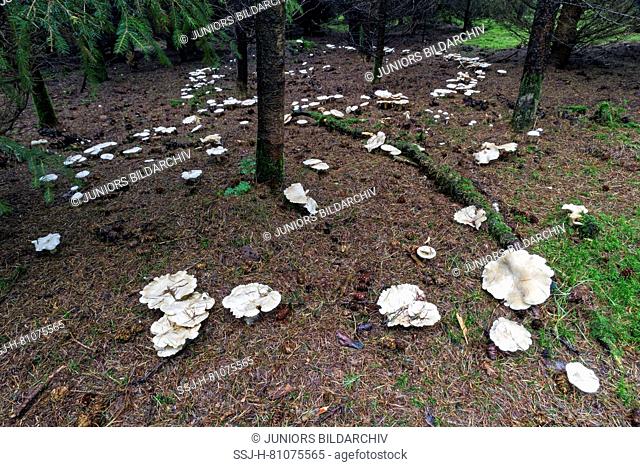 Giant Clitocybe (Clitocybe maxima), fairy ring on a coniferous forest floor. Germany