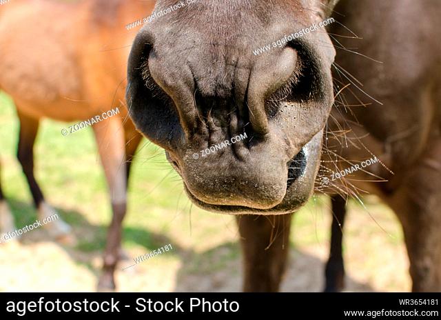 Nuestern und Lippen eines schwarzen Pferdes. Nostril and lips of a black Horse