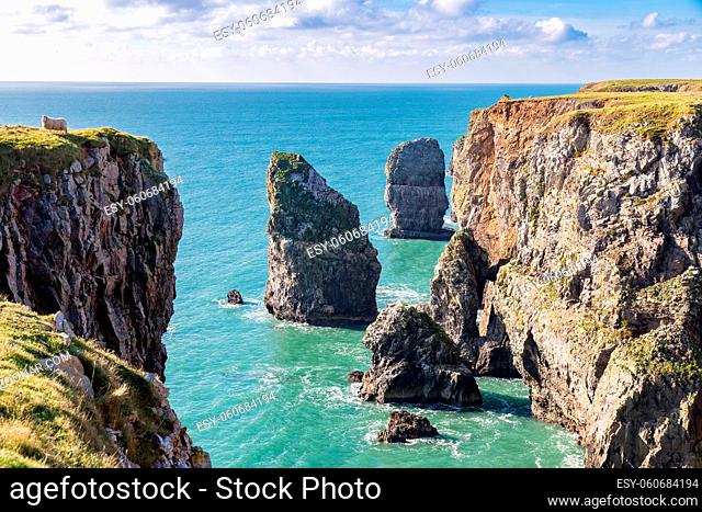 Elegug Stack Rocks, Pembrokeshire, Wales, UK