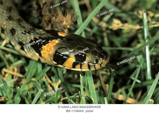 Grass Snake, (Natrix natrix) eastern variety with orange head spots, Hortobagy, Puszta, Hungary