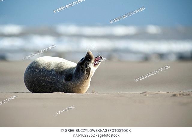 Yawning Seal Pup