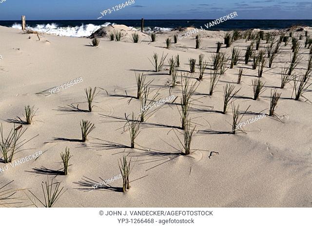 Beach conservation and restoration  Planting of American Marram Grass or Beachgrass, Ammophila arenaria, on a sand dune  Lavalette, New Jersey, USA