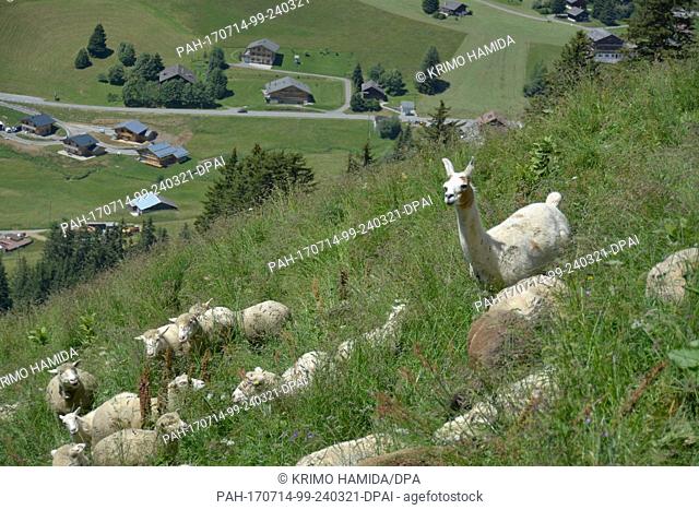 A herd of sheep being watched over by a llama in Champillon in the Swiss Canton of Waadt, 03 July 2017. Here a llama protects the herd from potential attacks...