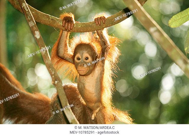 ORANG-UTAN - baby swinging from branch (Pongo pygmaeus)