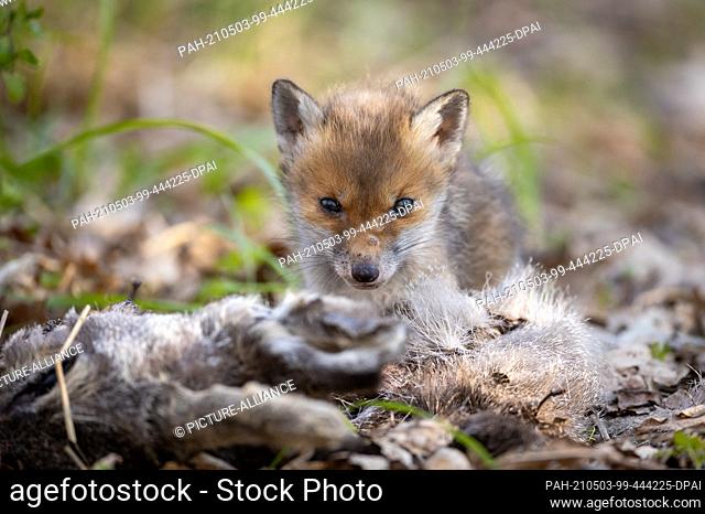 28 April 2021, Brandenburg, Potsdam: A fox cub gnawing on a deer head that the doe apparently brought to the den. The red fox is one of the most widespread...