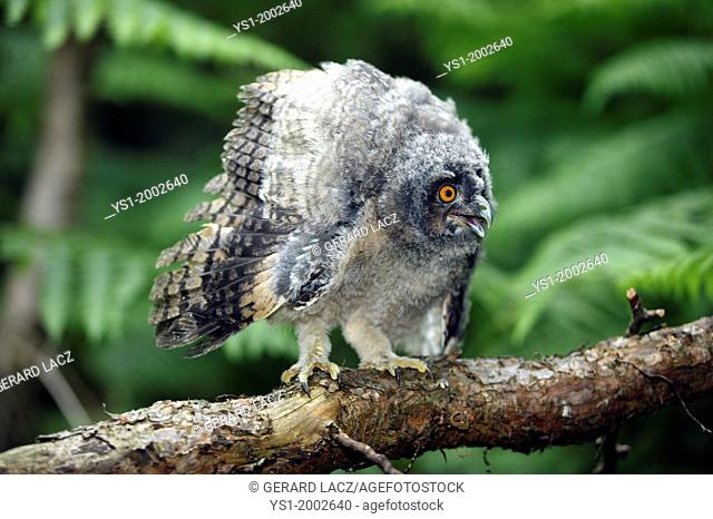 Long-eared Owl, asio otus, Chick standing on Branch, Opening Wings, Normandy