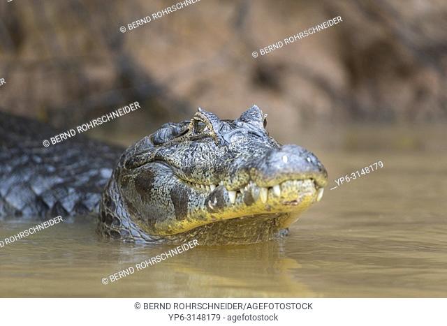 Yacare caiman (Caiman yacare), adult in river, Pantanal, Mato Grosso, Brazil