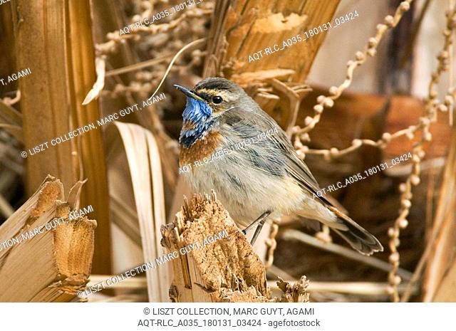 Adult male Red-spotted Bluethroat on migration in Eilat, Bluethroat, Luscinia svecica