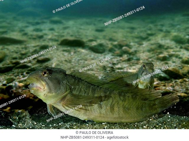 Freshwater blenny, Salaria fluviatilis, male and young. On river environment. Digital composite. Portugal