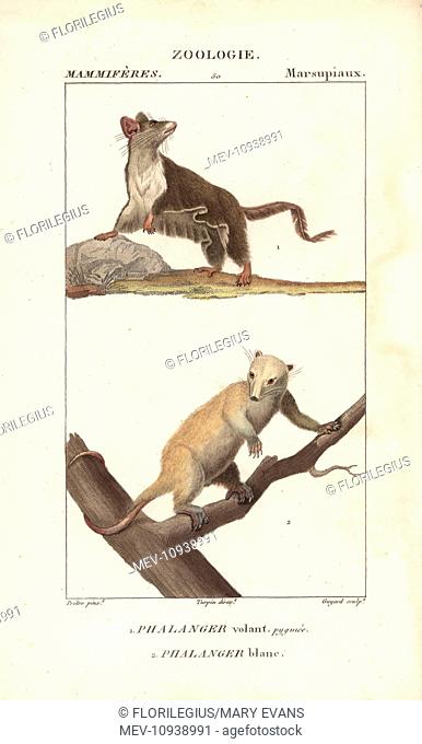 Sugar glider, Petaurus breviceps, and northern common cuscus, Phalanger orientalis. Handcolored copperplate stipple engraving from Frederic Cuvier's Dictionary...