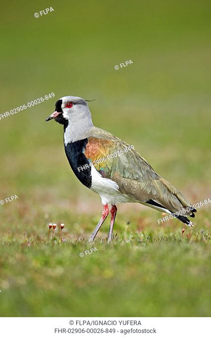 Southern Lapwing (Vanellus chilensis) adult, standing, Torres del Paine N.P., Southern Patagonia, Chile, November