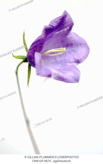Harebell, Campanula rotundifolia, Close view of one mauve flower coming out of pale grey misty soft focus, Showing central white stamens