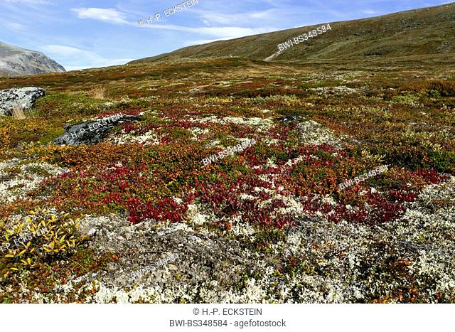 Tundra landscape at the Dovrefjell Sunndalsfjella National Park, Norway, Dovrefjell Sunndalsfjella National Park, Oppdahl