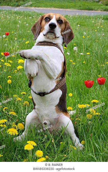 Beagle (Canis lupus f. familiaris), five year old male Beagle standing erect in a flower meadow with tulips and dandelion, Germany