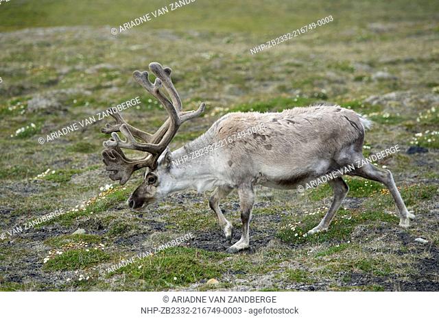 Svalbard reindeer, Rangifer tarandus platyrhynchus, Spitsbergen, Svalbard, Arctic