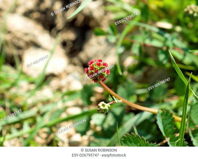 Small red wild flower Salad Burnet growing on chalk downland at Devils Dyke in Sussex