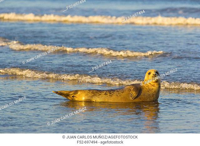 Grey Seal (Halichoerus grypus). Donna Nook National Nature Reserve, England. UK