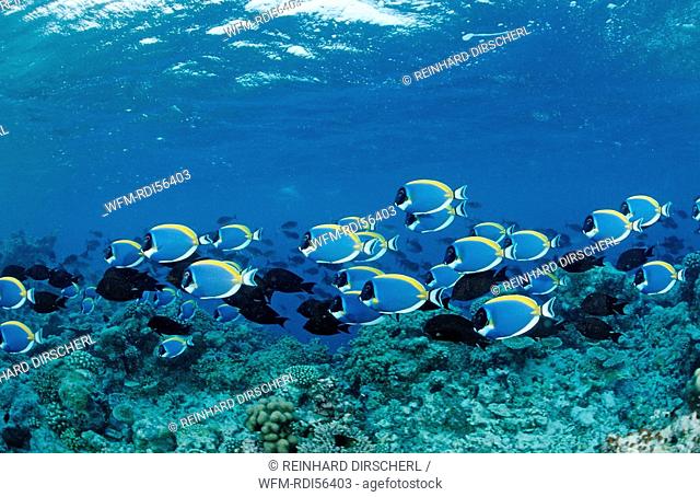 Shoal of Surgeonfishes, Powder Blue Tang, Acanthurus leucosternon, Indian Ocean, Felidu Atoll, Maldives