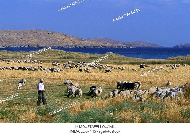 Shepherd with a flock, Moudros, Lemnos, Northeastern Aegean, Greece
