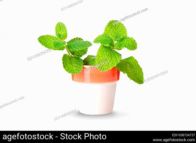 Peppermint on pot isolated on white background. Mentha rotundifolia