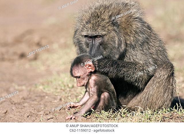 Savanna baboon Olive race (Papio cynocephalus anubis) infant male aged about 1 month trying to eat soil while being groomed, Maasai Mara National Reserve, Kenya