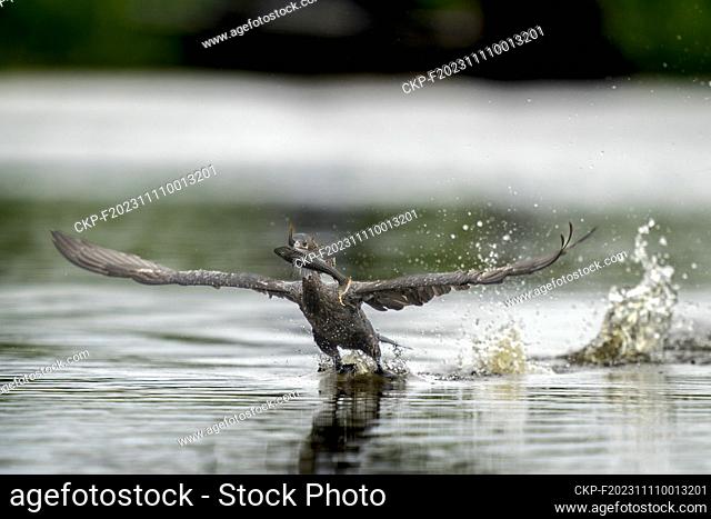 neotropic cormorant fishing in river in tropical Pantanal (CTK Photo/Ondrej Zaruba)